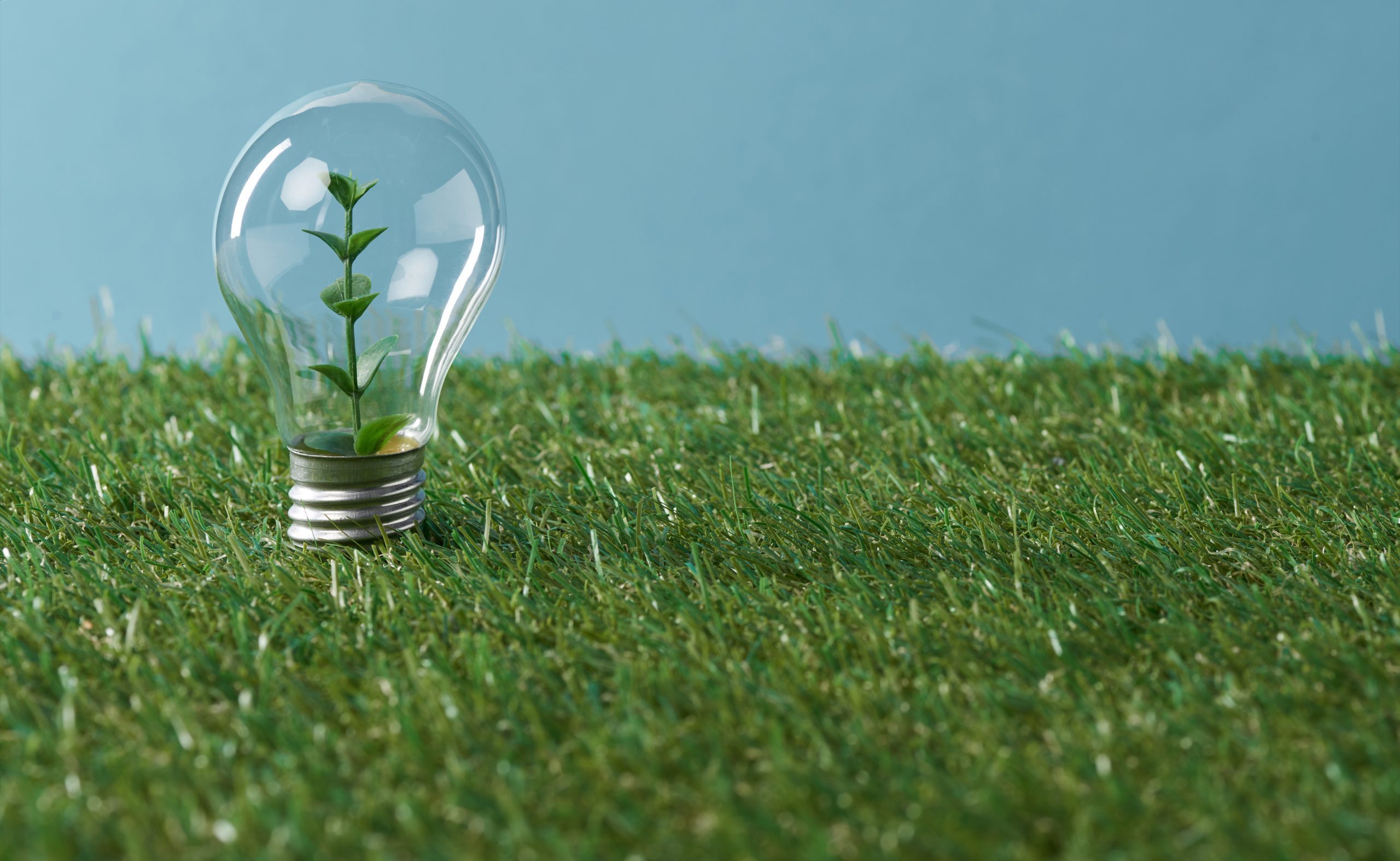 light bulb with plant on green grass and blue background